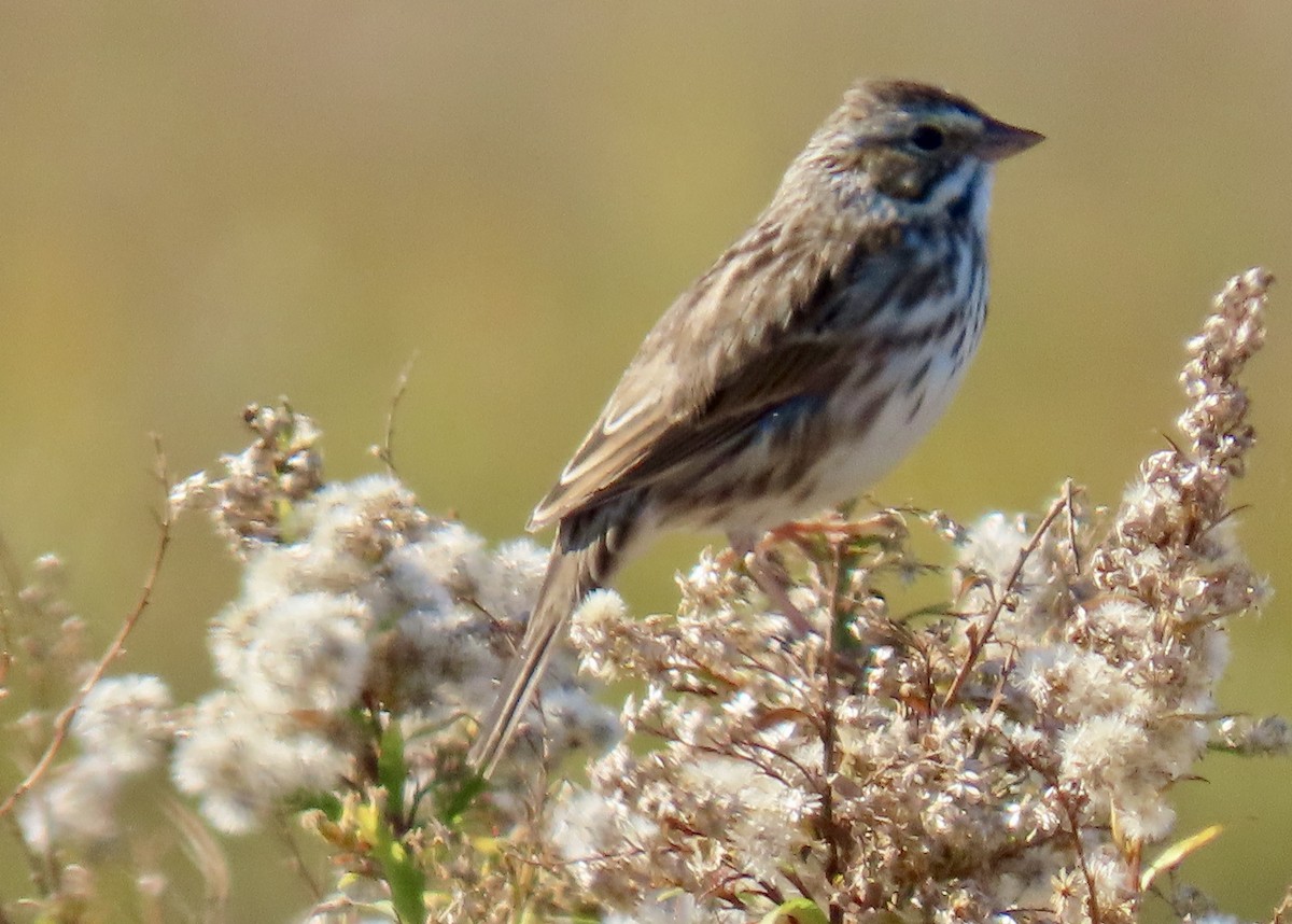 Savannah Sparrow - ML645463760