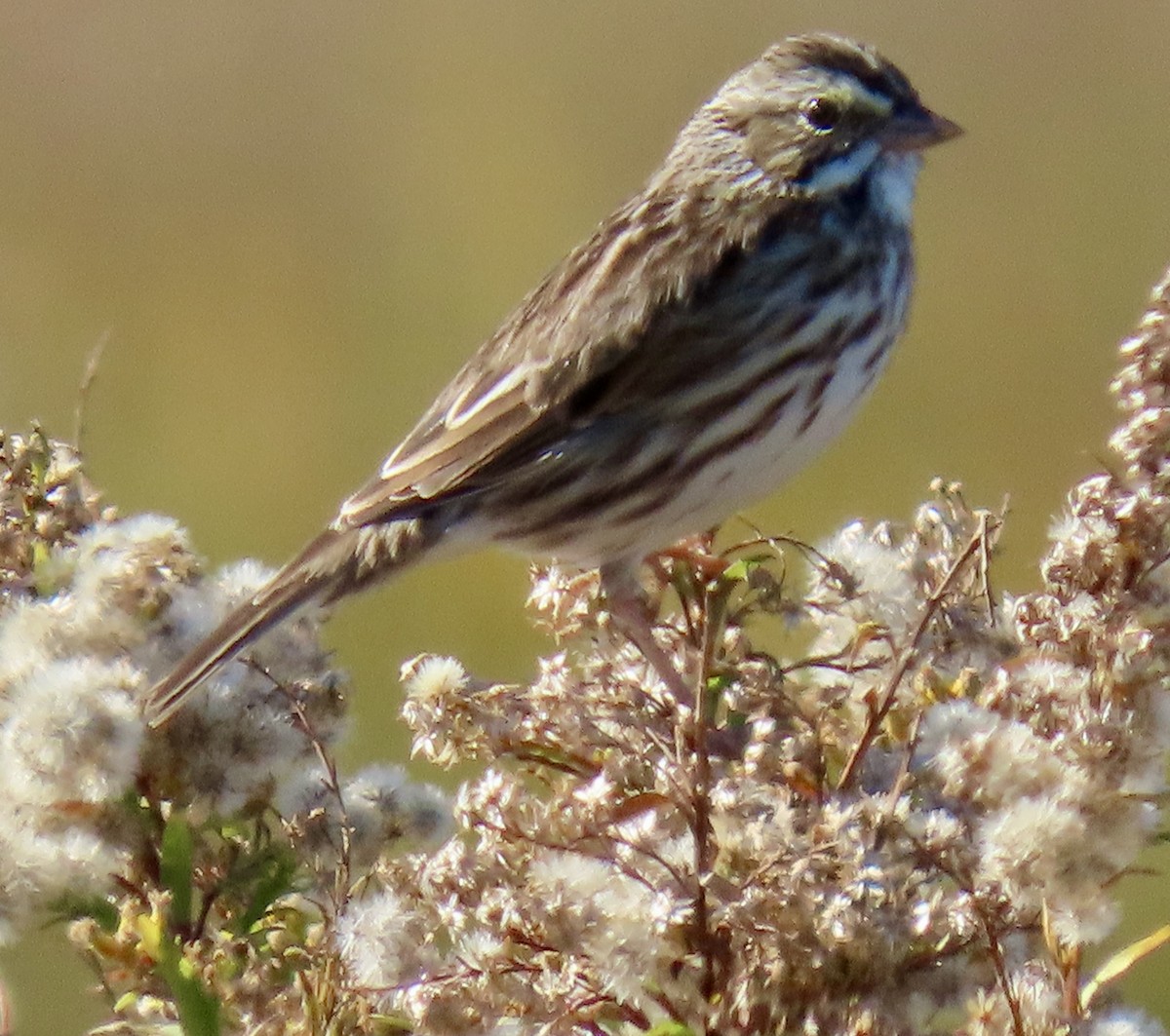 Savannah Sparrow - ML645463761