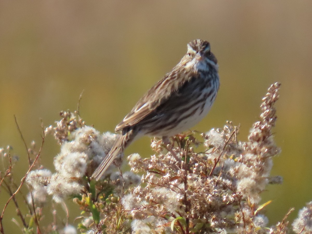 Savannah Sparrow - ML645463762