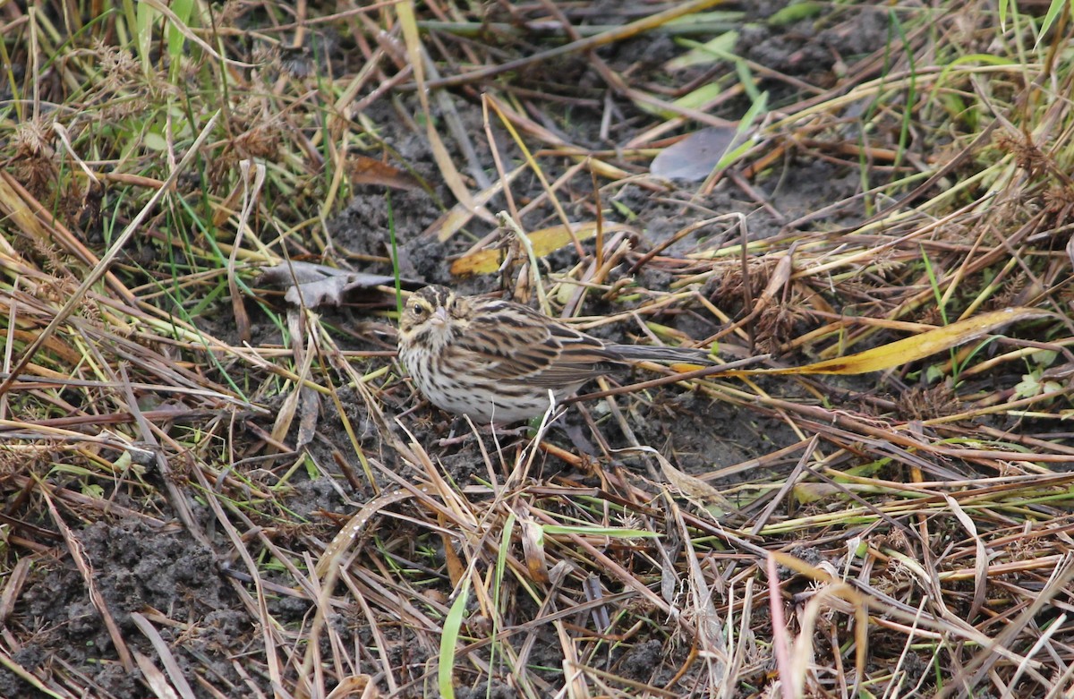 Savannah Sparrow - ML645463790