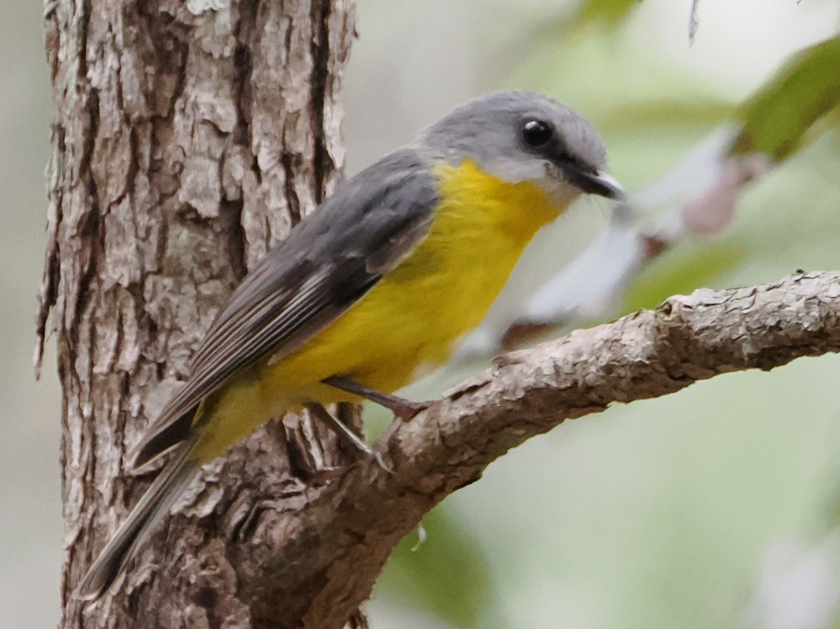 Eastern Yellow Robin - ML645463794
