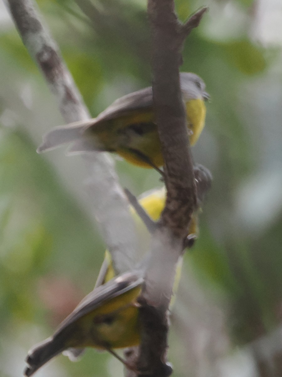 Eastern Yellow Robin - ML645463795
