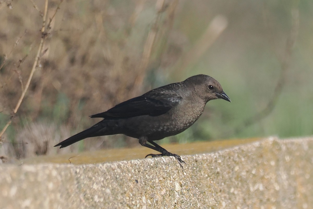 Brewer Karatavuğu - ML645463800