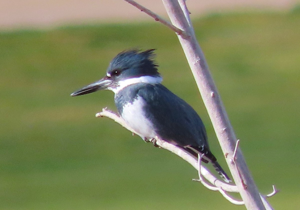 שלדג אמריקני - ML645463810
