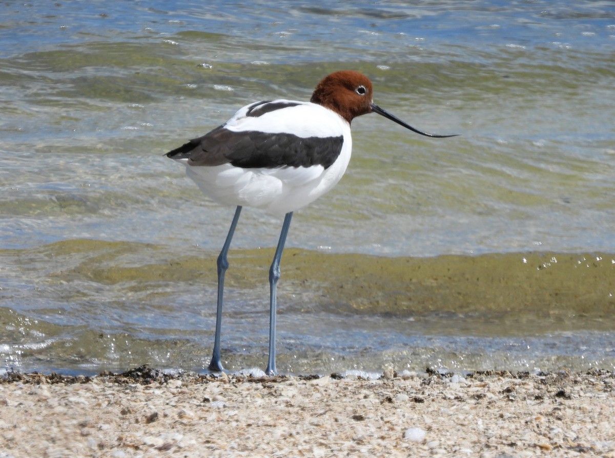 brunhodeavosett - ML645463825