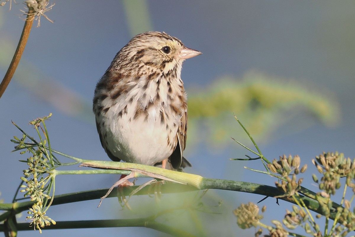 Savannah Sparrow - ML645463829