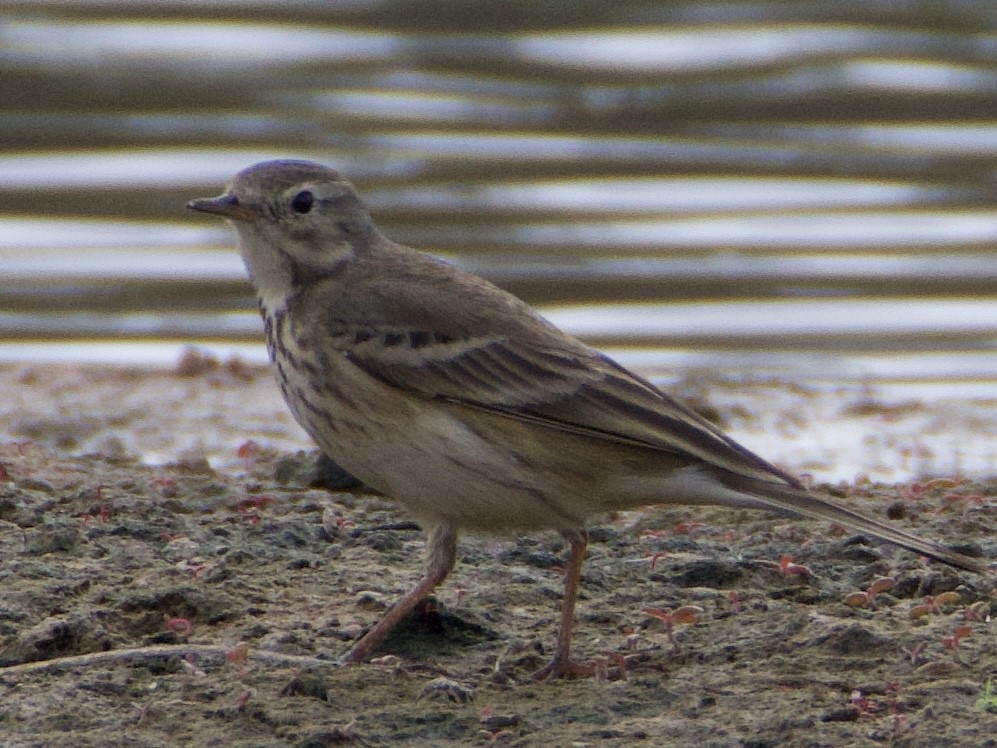 American Pipit - ML645463836