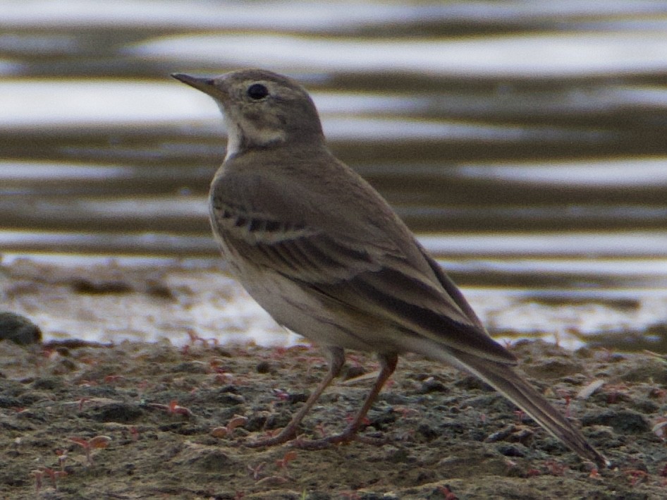 American Pipit - ML645463837