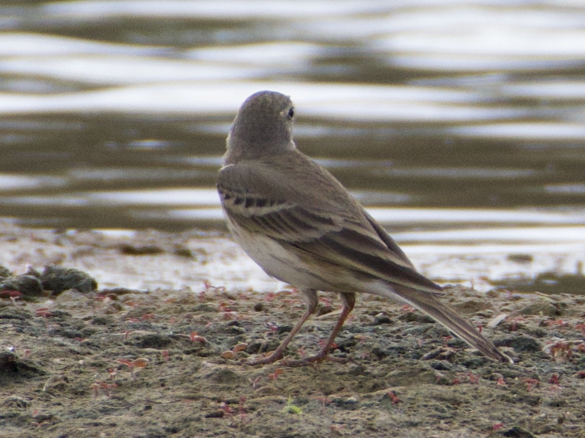 American Pipit - ML645463838