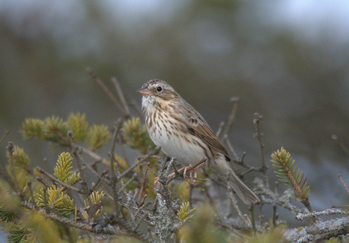 Savannah Sparrow (Ipswich) - ML645463839