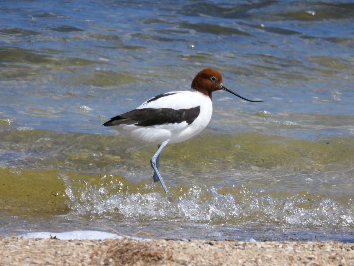 brunhodeavosett - ML645463840