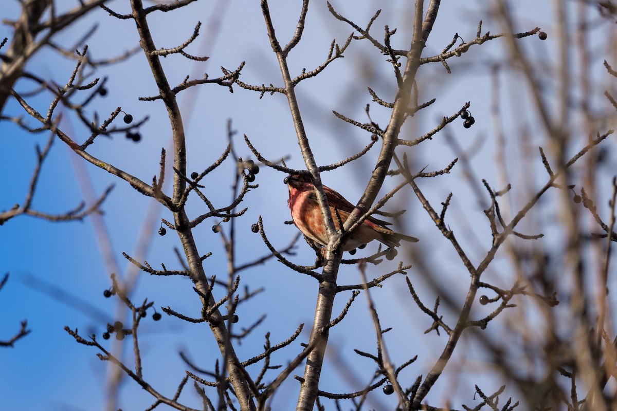 hýl nachový - ML645463845