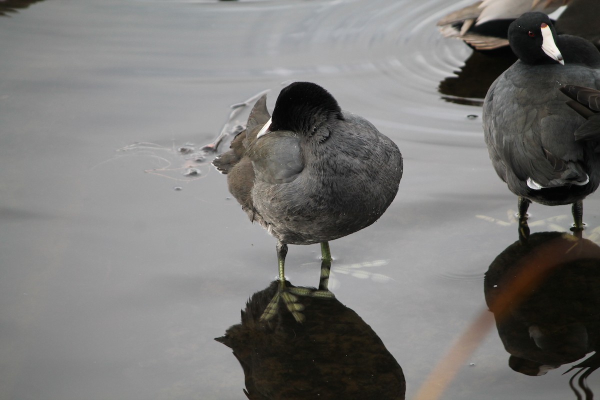 American Coot - ML645463851