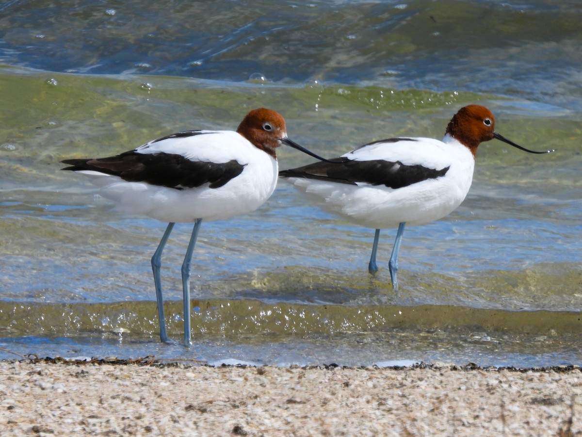 brunhodeavosett - ML645463852