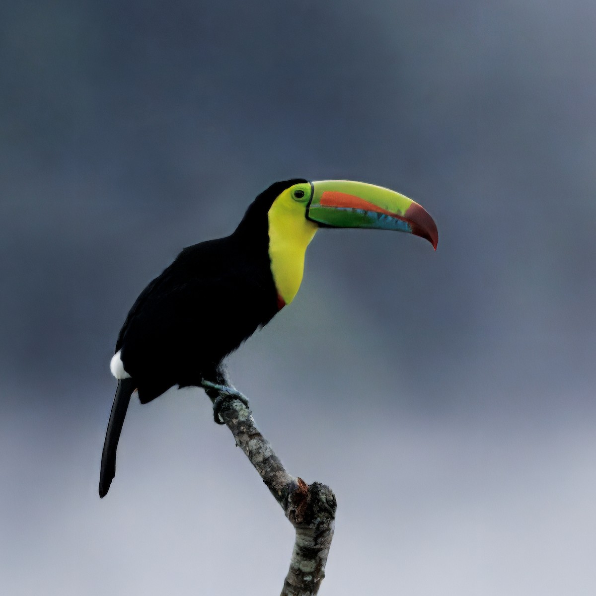 tukan středoamerický - ML645463860