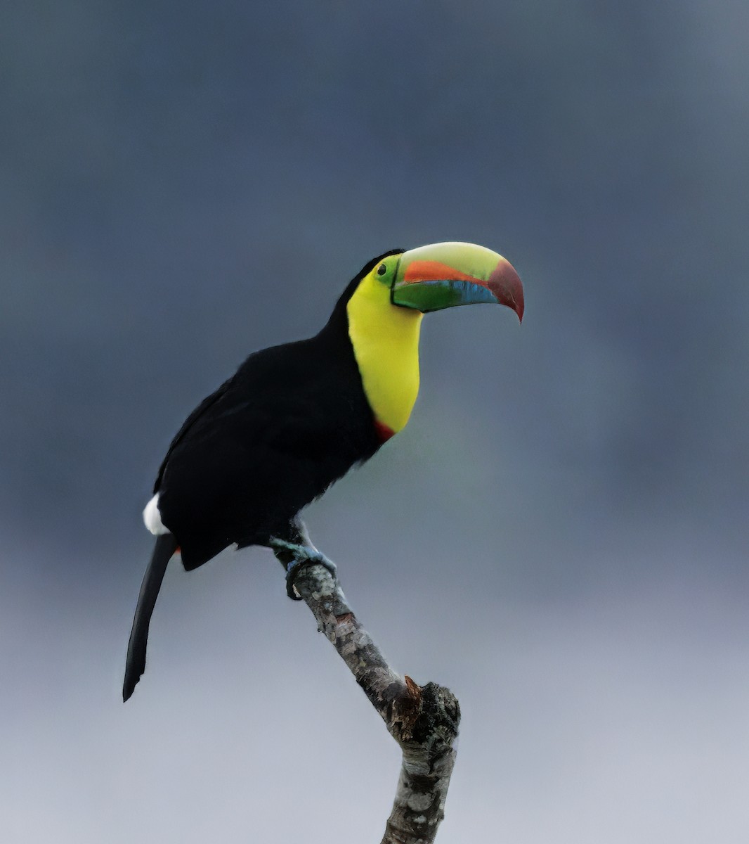 tukan středoamerický - ML645463861