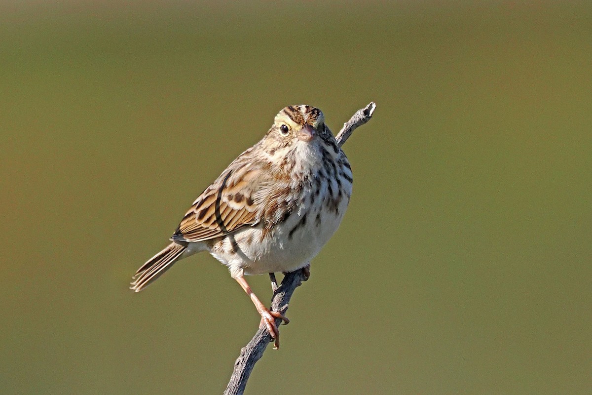 Savannah Sparrow - ML645463864