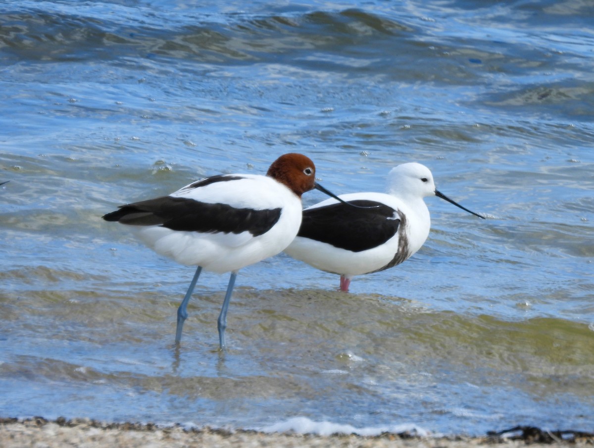 brunhodeavosett - ML645463865