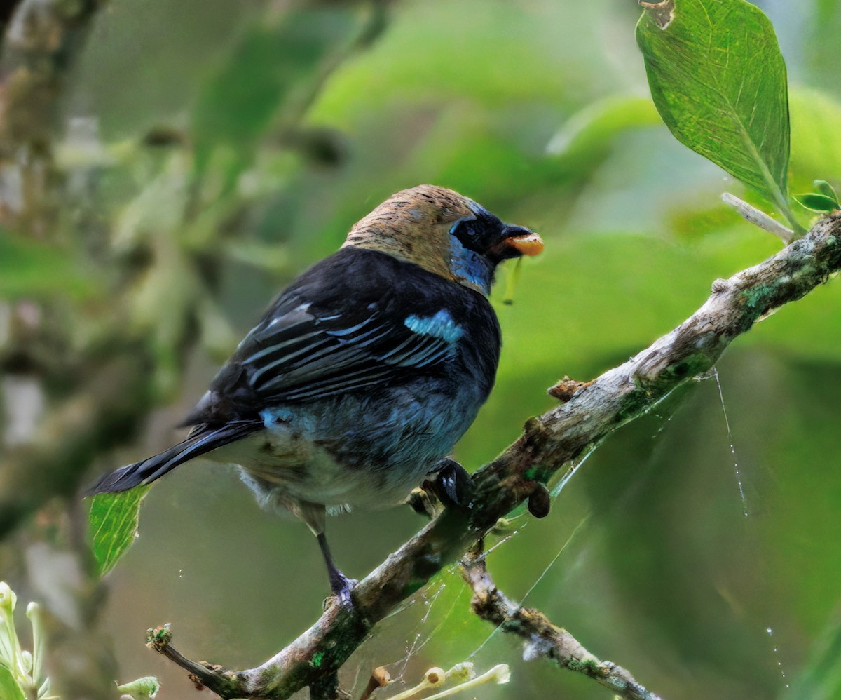 Золотистоголовая танагра - ML645463869