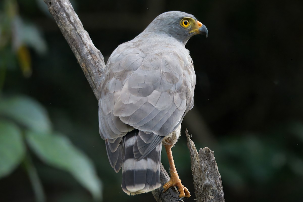 Roadside Hawk - ML645463877