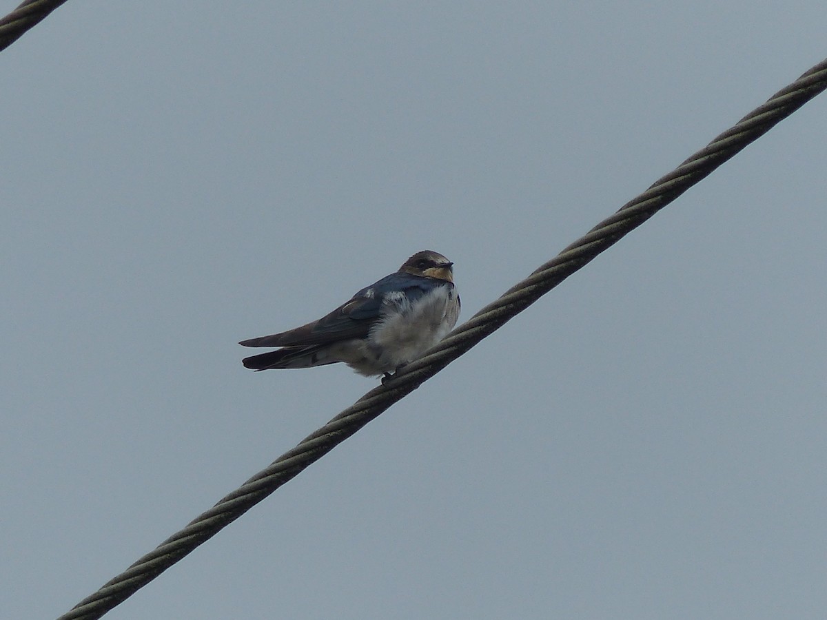 Ластівка сільська - ML645463878