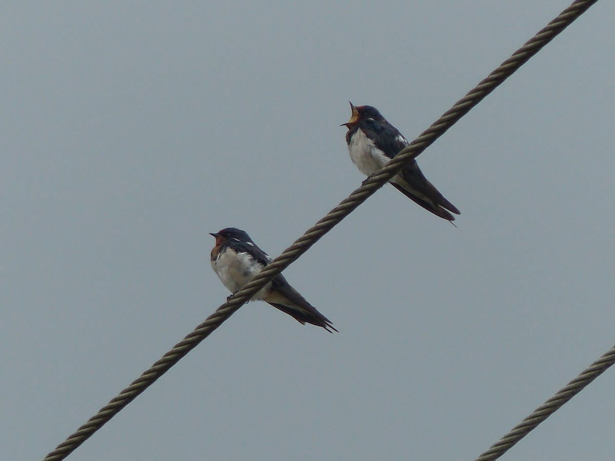 Ластівка сільська - ML645463879