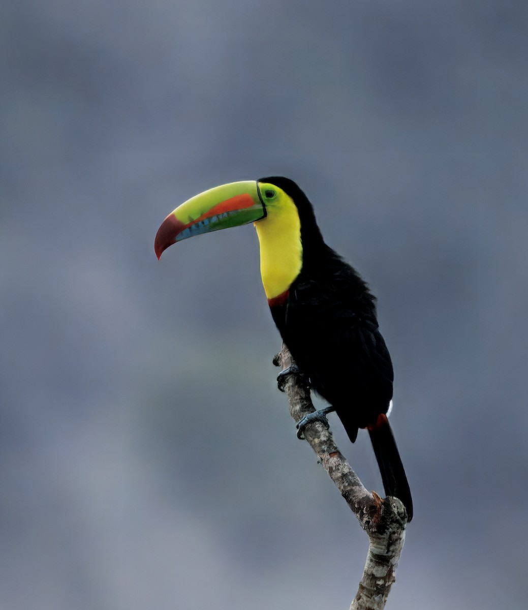 tukan středoamerický - ML645463881