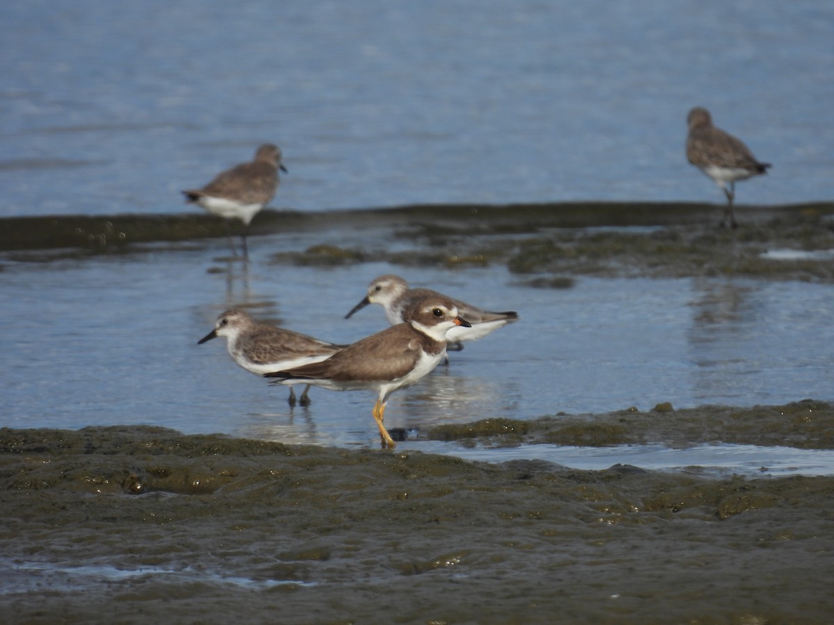 Semipalmated Plover - ML645463882