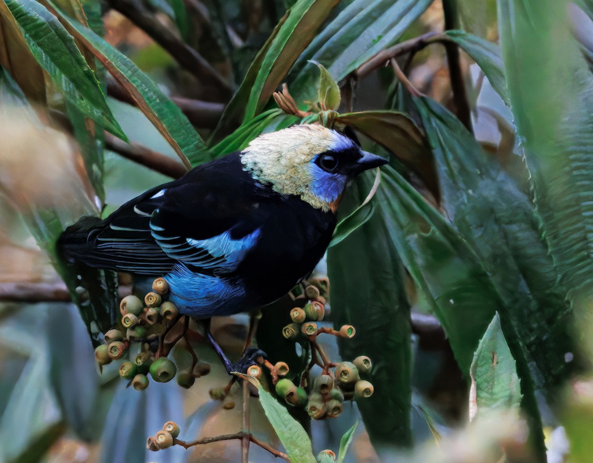 Золотистоголовая танагра - ML645463888