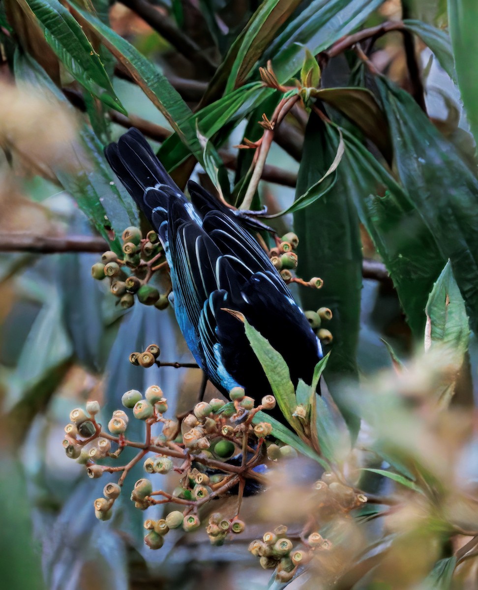 Золотистоголовая танагра - ML645463889