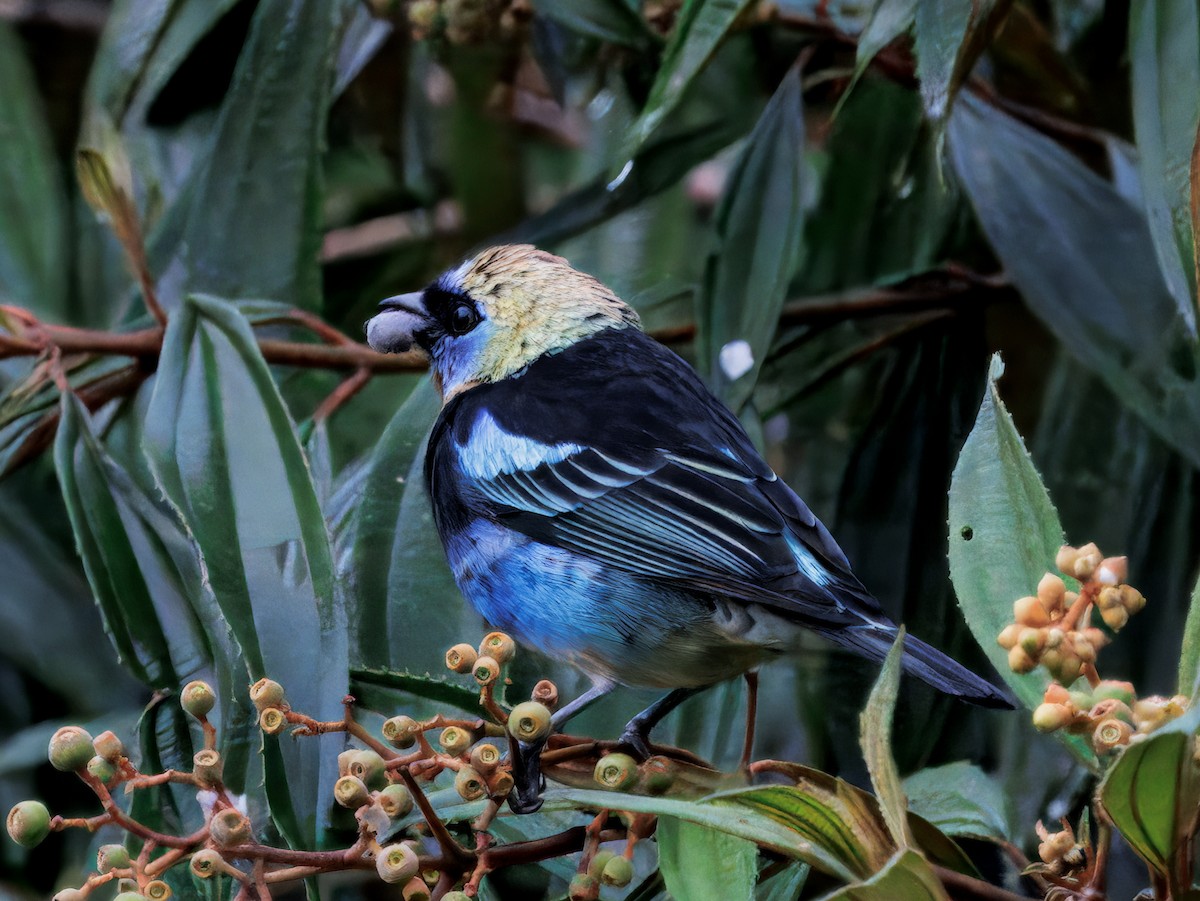 Золотистоголовая танагра - ML645463890