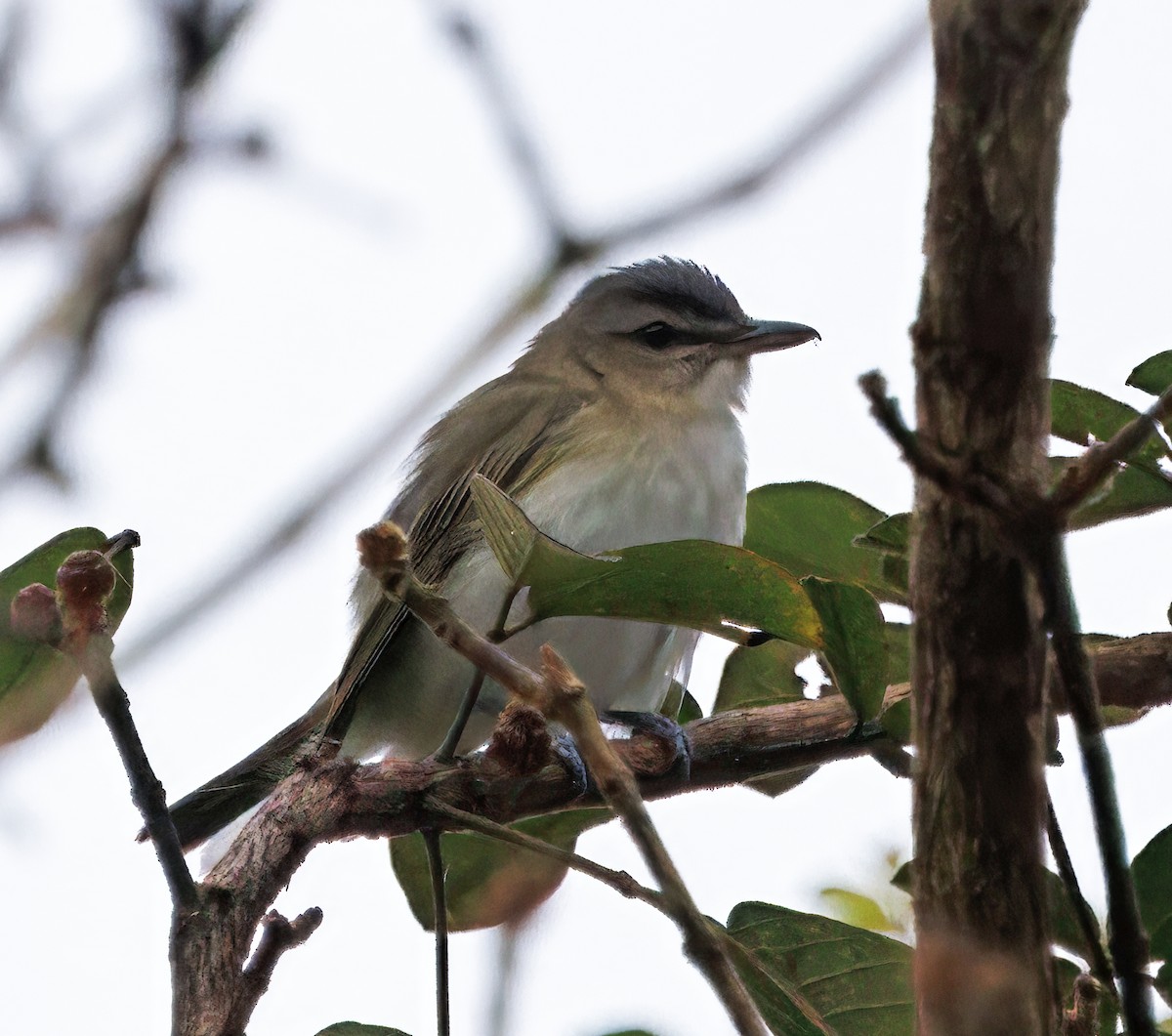Красноглазый виреон - ML645463895