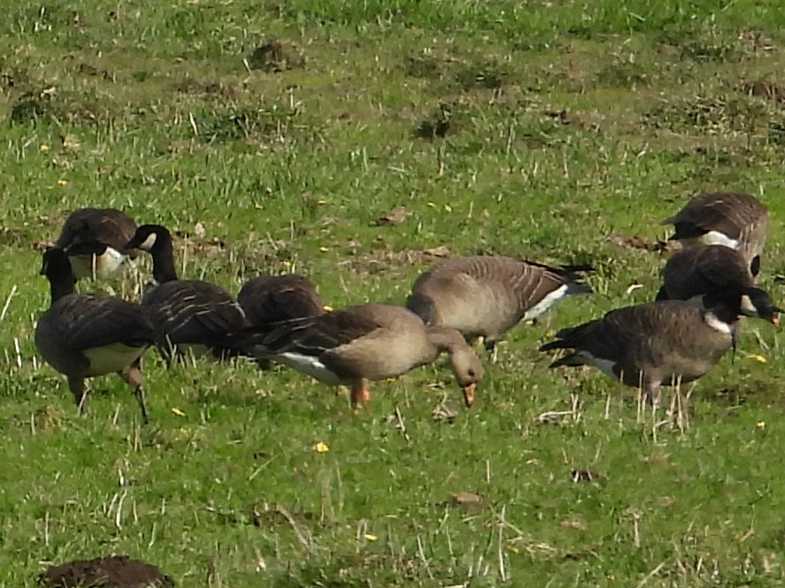 Гуска білолоба - ML645463902