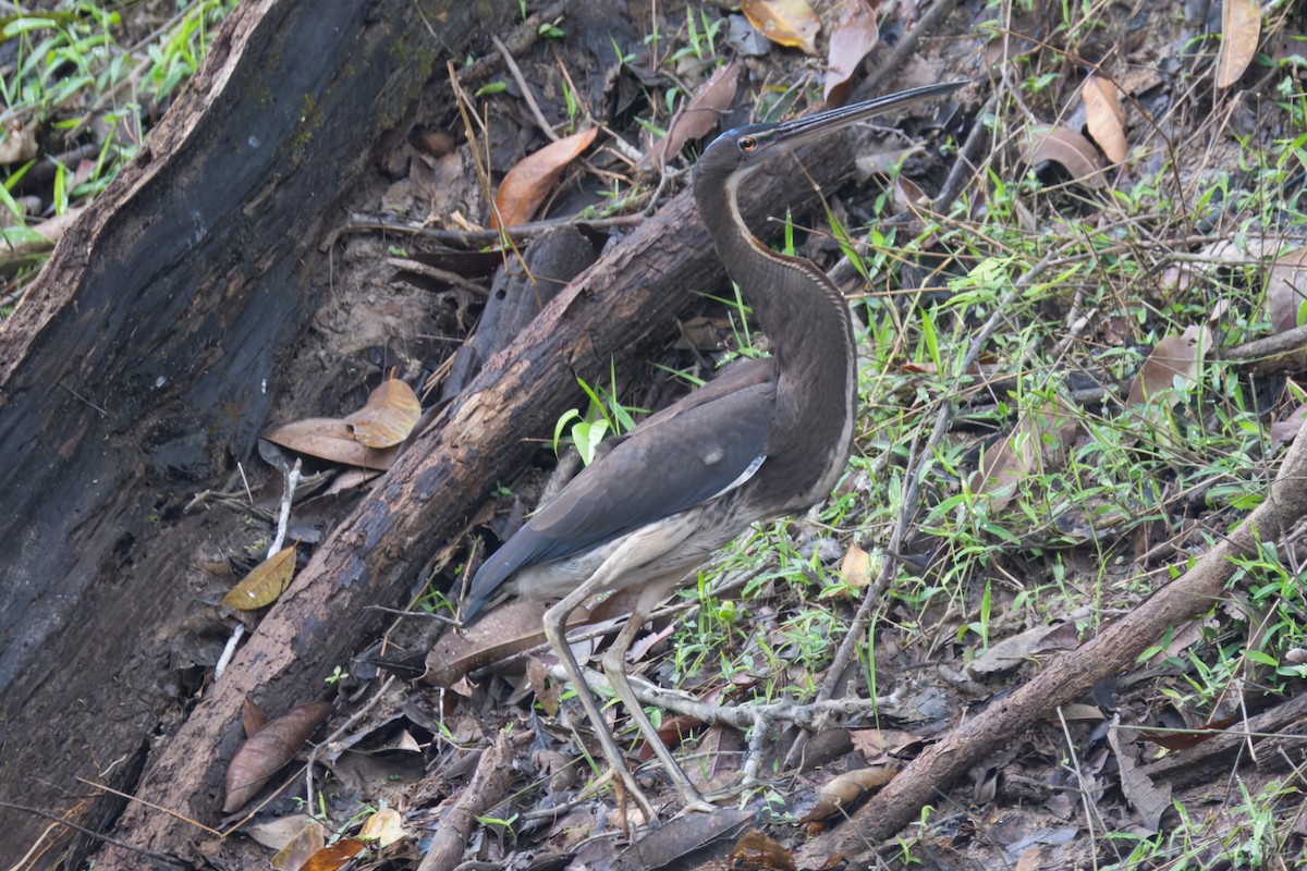 Agami Balıkçılı - ML645463908