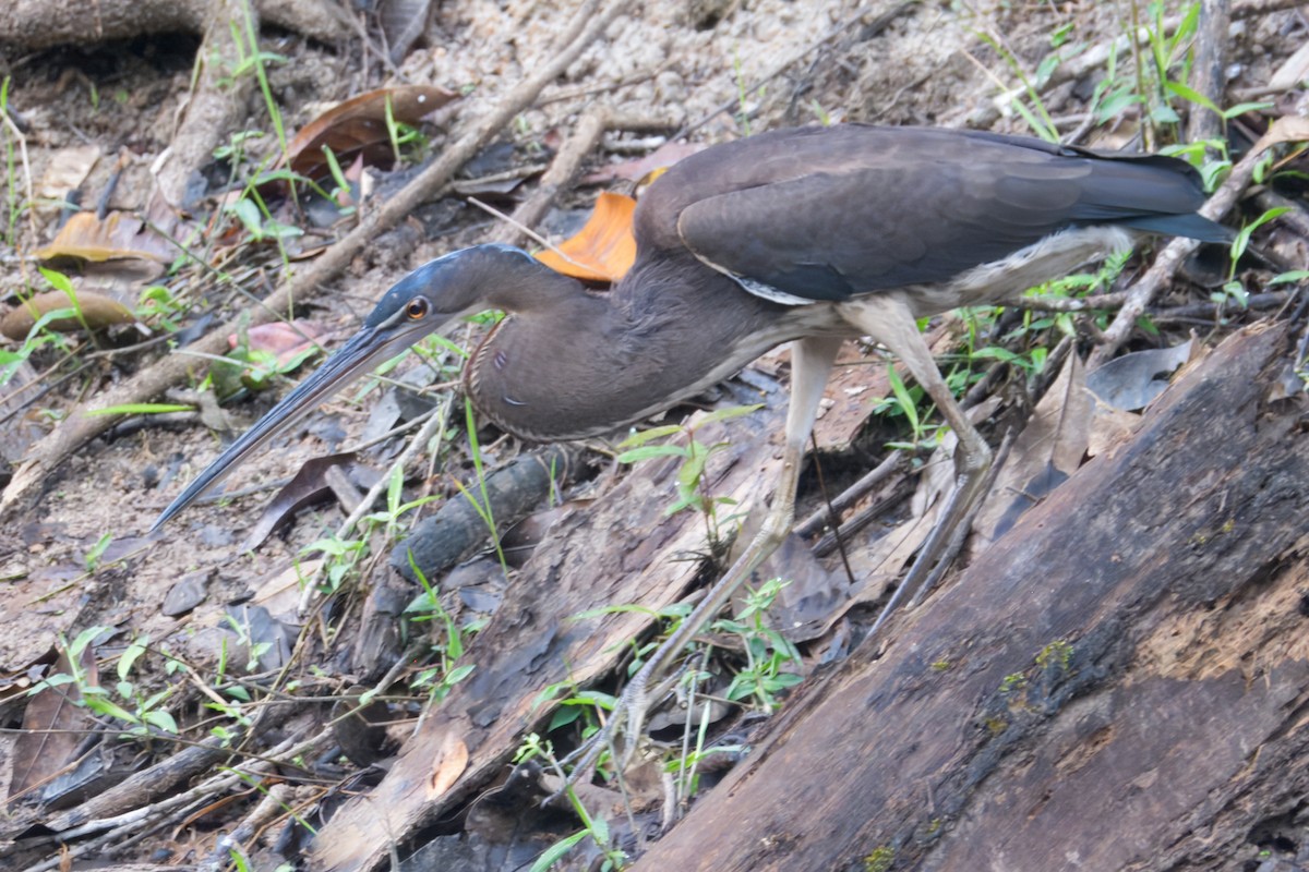 Agami Balıkçılı - ML645463916