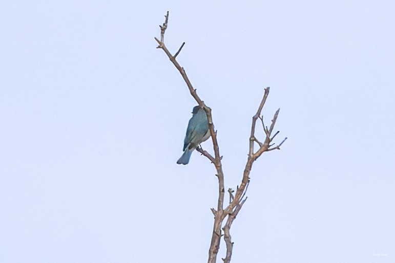 Verditer Flycatcher - ML645463919