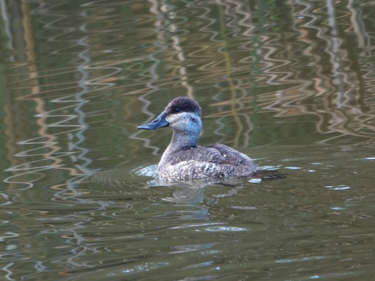 Савка американська - ML645463941