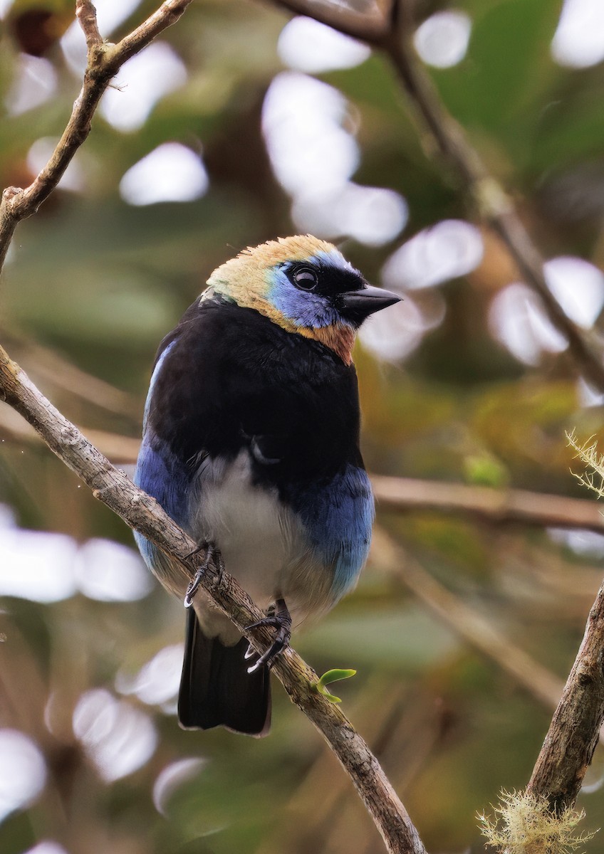 Золотистоголовая танагра - ML645463957