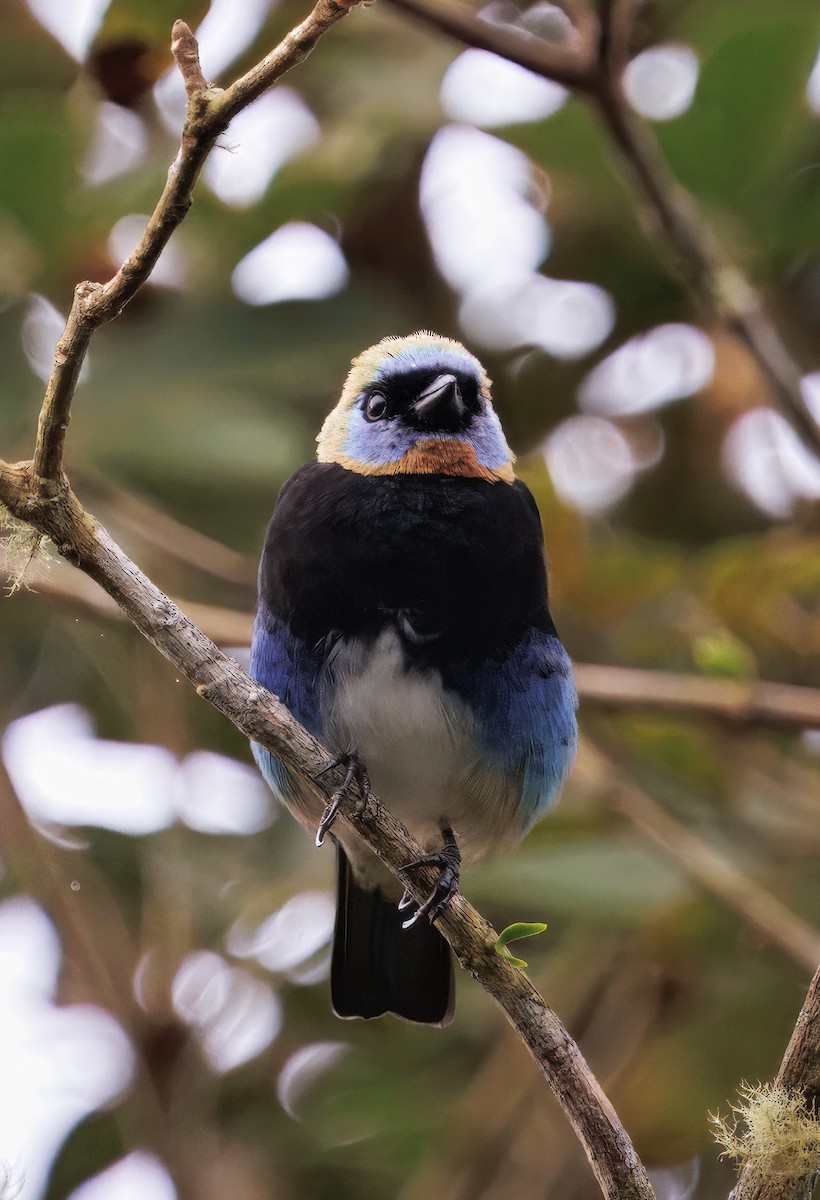 Золотистоголовая танагра - ML645463958