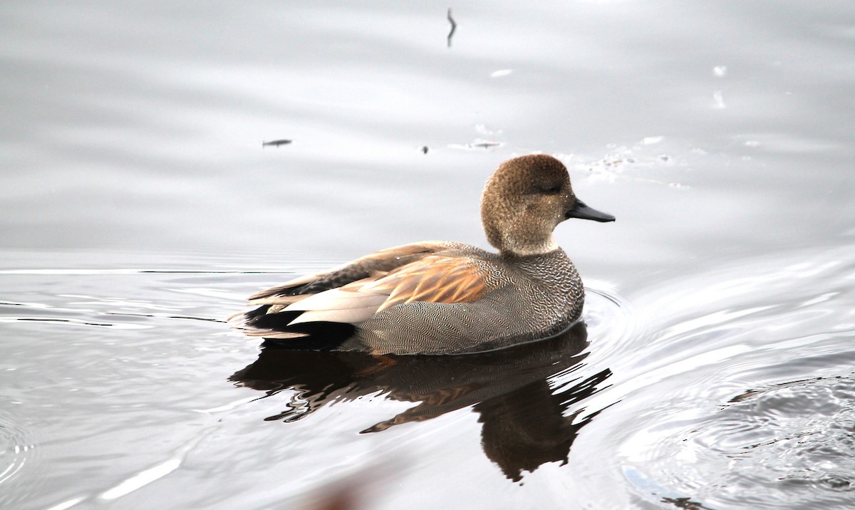 Gadwall - ML645463979