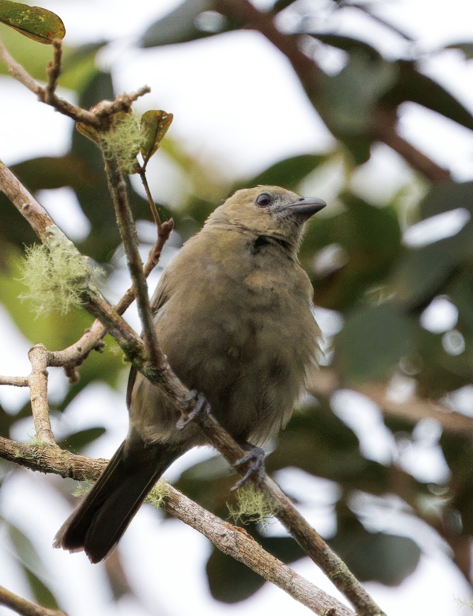 Tangara Palmera - ML645463985