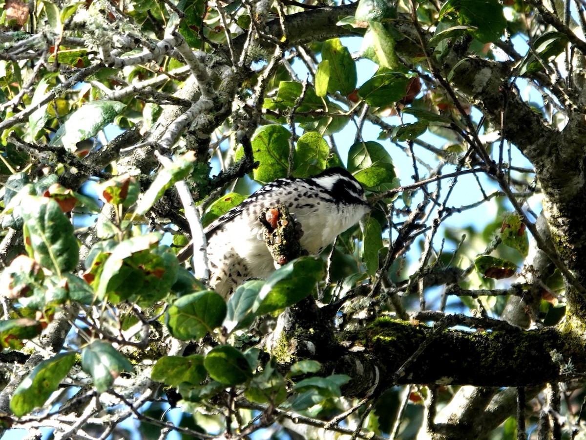 Nuttall's Woodpecker - ML645464004