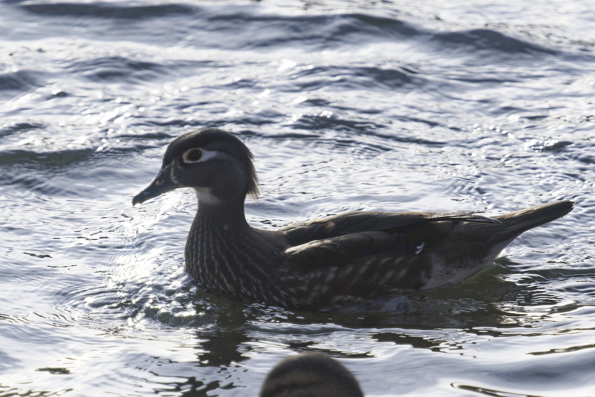 Wood Duck - ML645464008