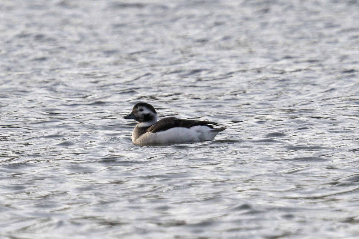 Long-tailed Duck - ML645464014