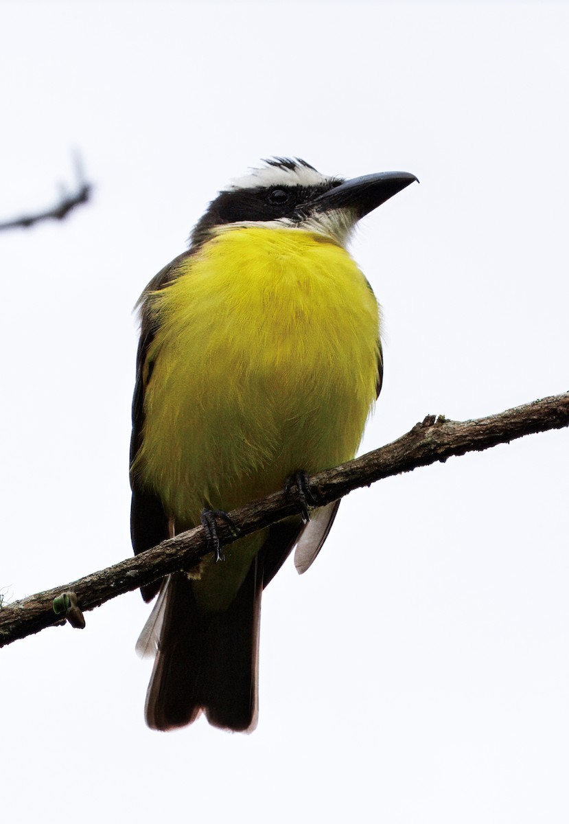 Boat-billed Flycatcher - ML645464035