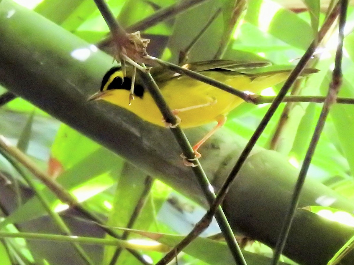 סבכון קנטקי - ML645464039