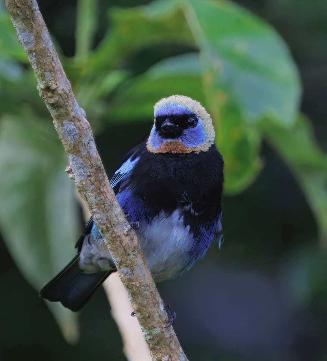 Золотистоголовая танагра - ML645464045