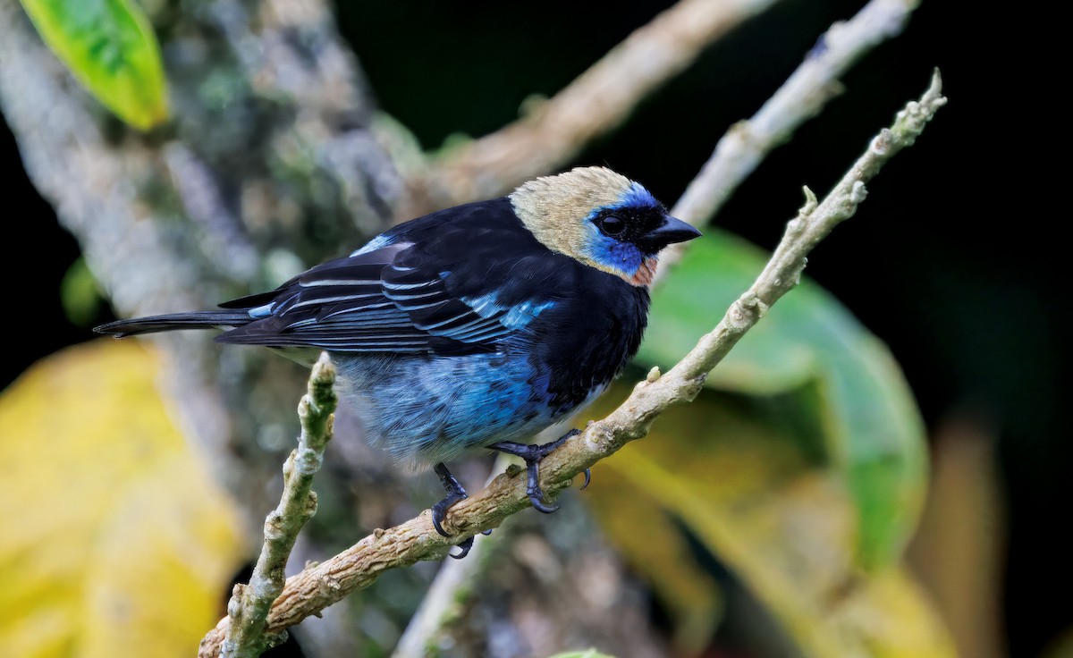 Золотистоголовая танагра - ML645464046