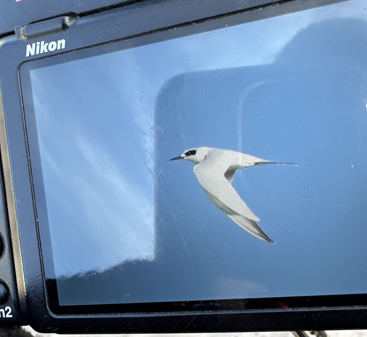 Forster's Tern - ML645464059