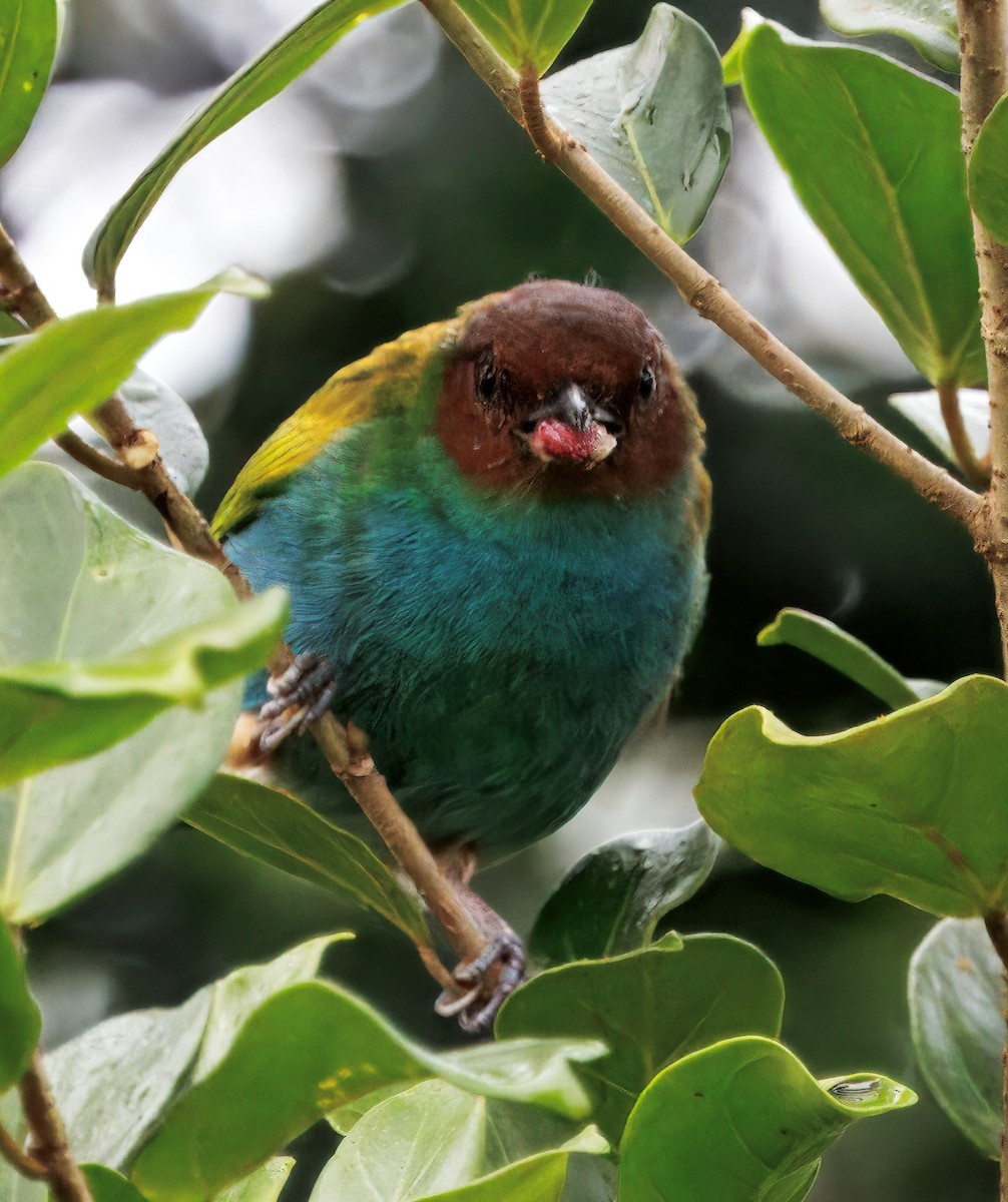 Bay-headed Tanager - ML645464069